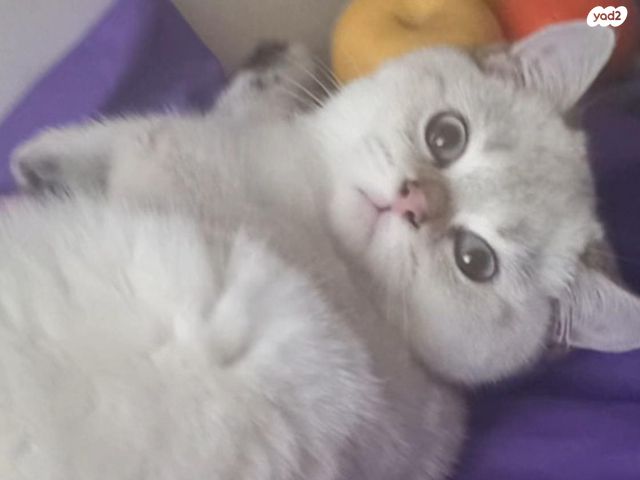 תמונת מודעה - חיות מחמד