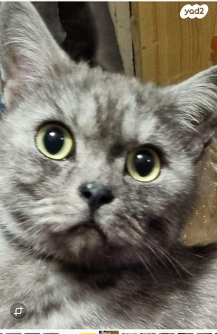 תמונת מודעה - חיות מחמד