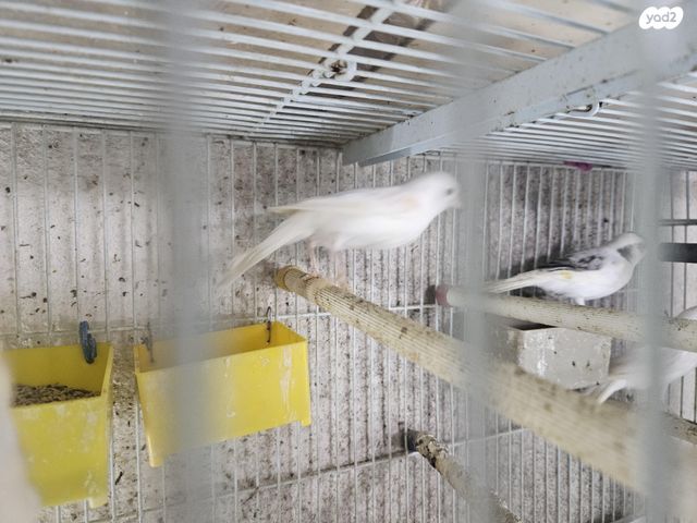 תמונת מודעה - חיות מחמד