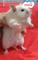 תמונת מודעה - חיות מחמד