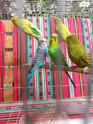 תמונת מודעה - חיות מחמד