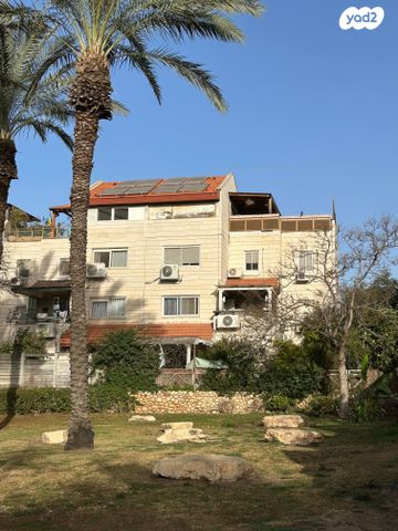 אירוס הארגמן