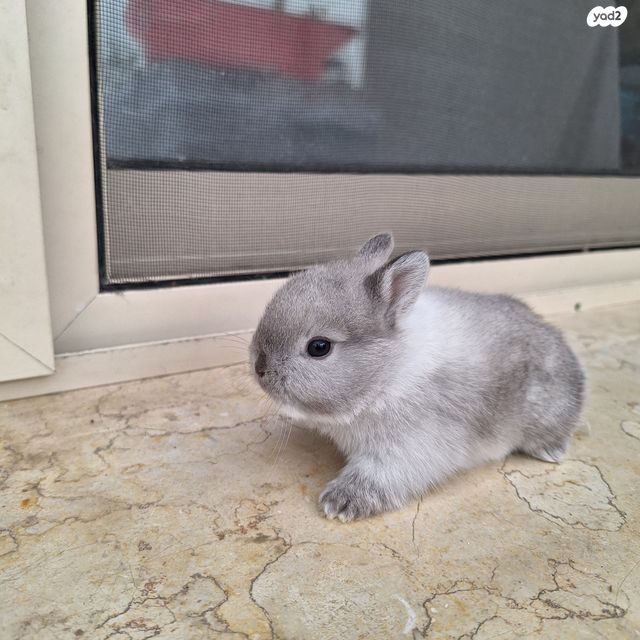 תמונת מודעה - חיות מחמד