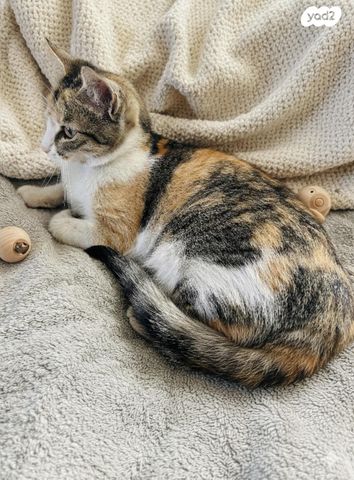 תמונת מודעה - חיות מחמד