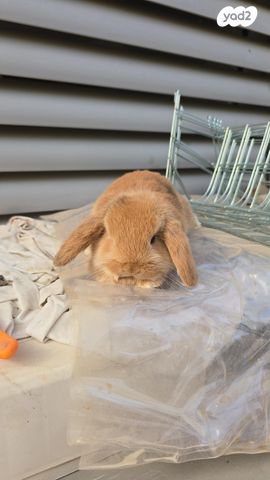 תמונת מודעה - חיות מחמד