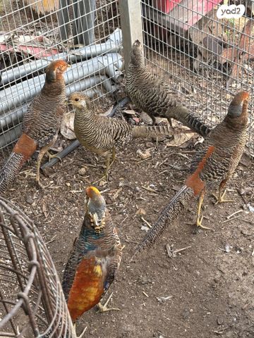 תמונת מודעה - חיות מחמד