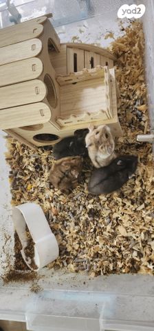 תמונת מודעה - חיות מחמד