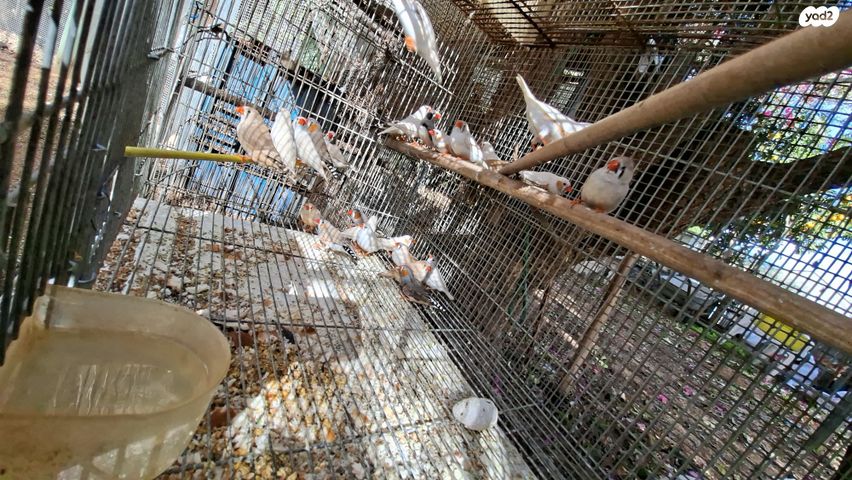 תמונת מודעה - חיות מחמד