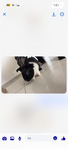 תמונת מודעה - חיות מחמד