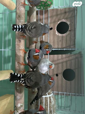 תמונת מודעה - חיות מחמד