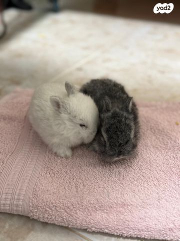 תמונת מודעה - חיות מחמד