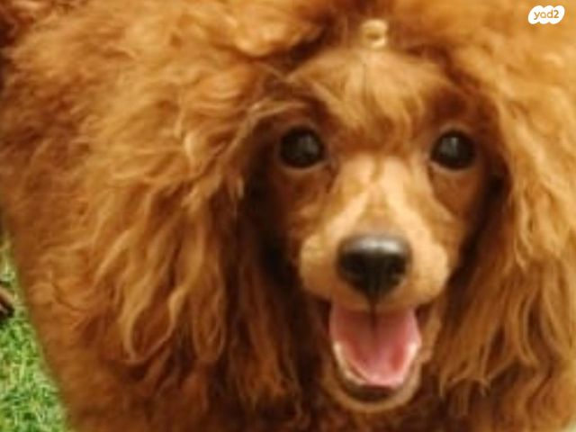 תמונת מודעה - חיות מחמד