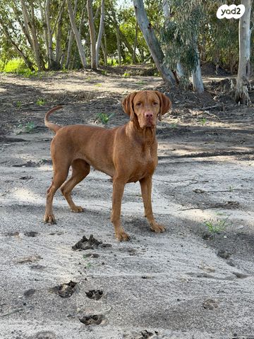 תמונת מודעה - חיות מחמד