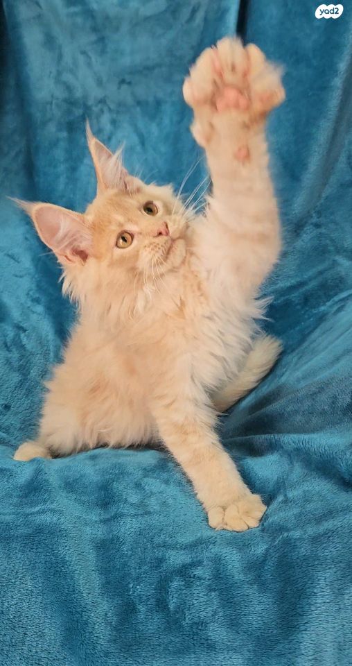 תמונת מודעה - חיות מחמד