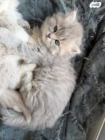 תמונת מודעה - חיות מחמד