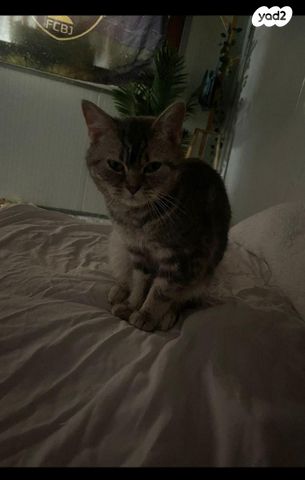 תמונת מודעה - חיות מחמד