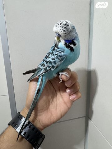 תמונת מודעה - חיות מחמד