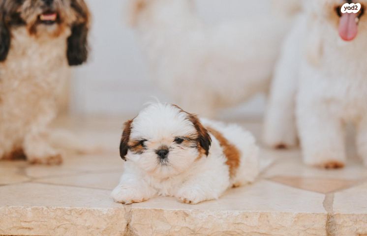 תמונת מודעה - חיות מחמד