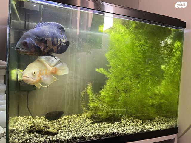 תמונת מודעה - חיות מחמד