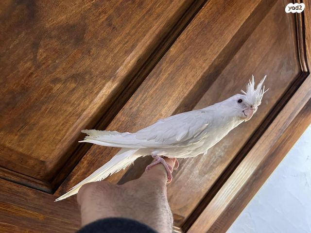 תמונת מודעה - חיות מחמד