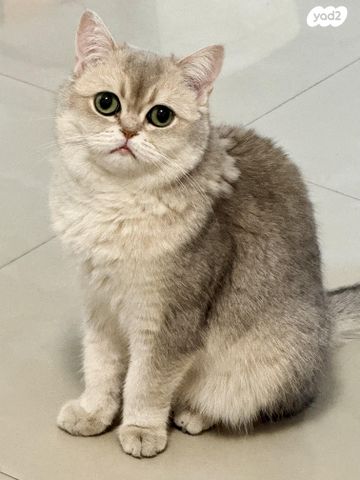 תמונת מודעה - חיות מחמד