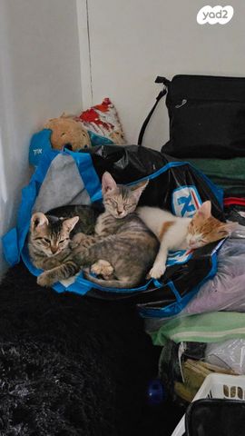 תמונת מודעה - חיות מחמד