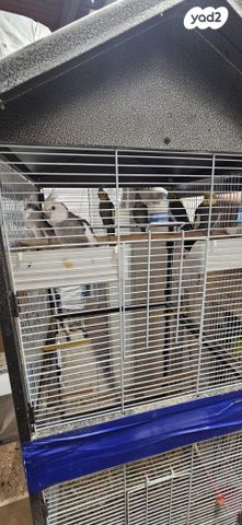 תמונת מודעה - חיות מחמד