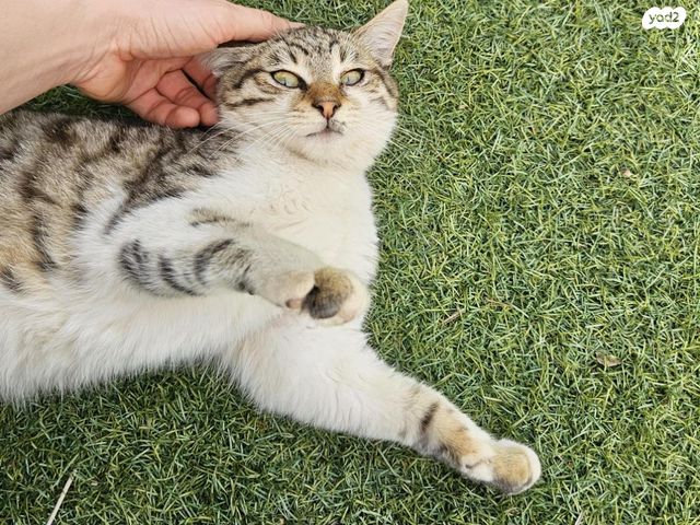 תמונת מודעה - חיות מחמד