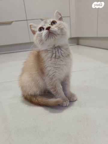 תמונת מודעה - חיות מחמד