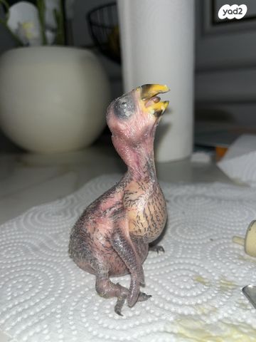 תמונת מודעה - חיות מחמד