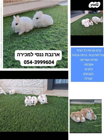 תמונת מודעה - חיות מחמד