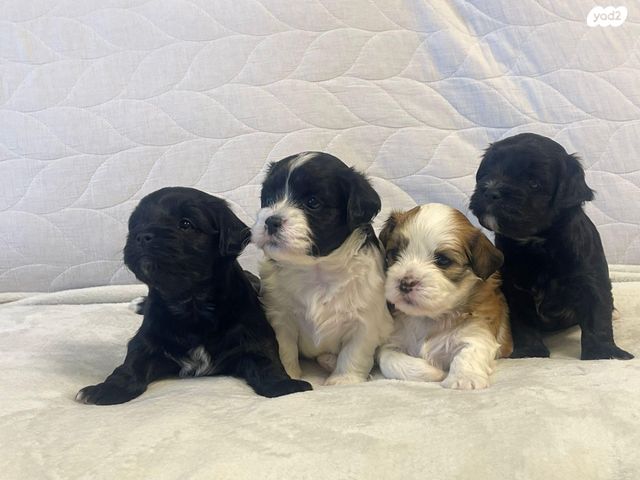 תמונת מודעה - חיות מחמד