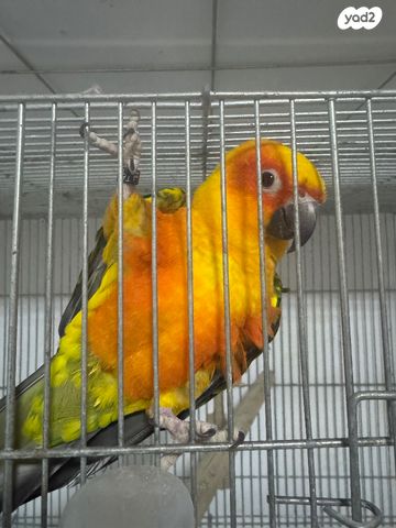 תמונת מודעה - חיות מחמד