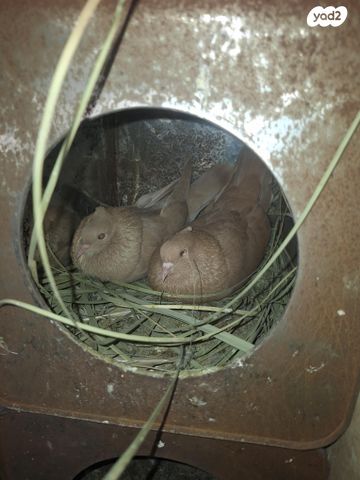 תמונת מודעה - חיות מחמד