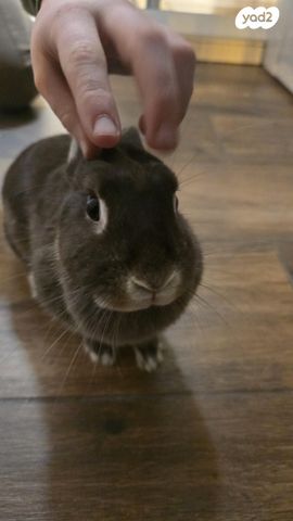 תמונת מודעה - חיות מחמד