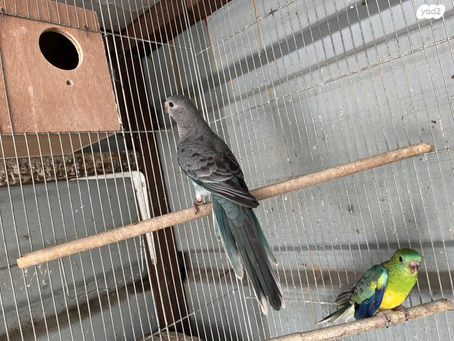 תמונת מודעה - חיות מחמד