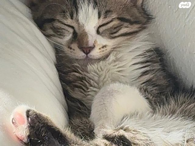 תמונת מודעה - חיות מחמד