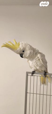 תמונת מודעה - חיות מחמד