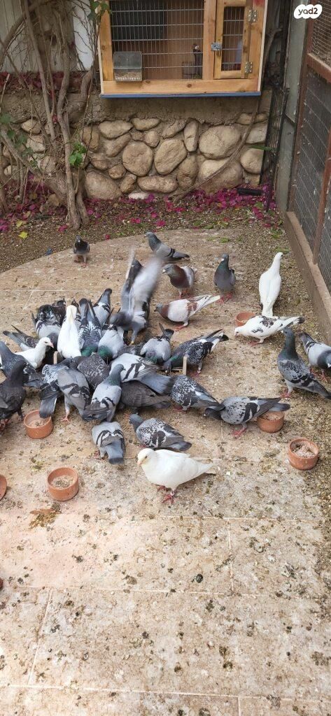 תמונת מודעה - חיות מחמד