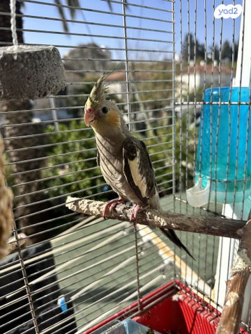 תמונת מודעה - חיות מחמד