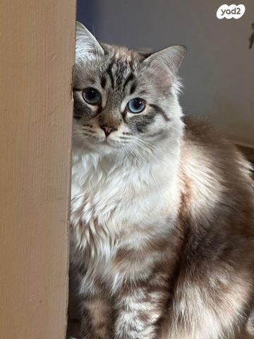 תמונת מודעה - חיות מחמד