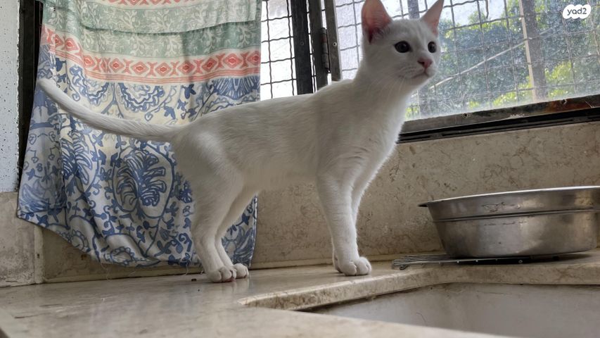 תמונת מודעה - חיות מחמד