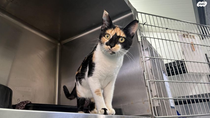 תמונת מודעה - חיות מחמד