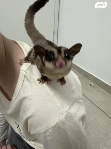 תמונת מודעה - חיות מחמד