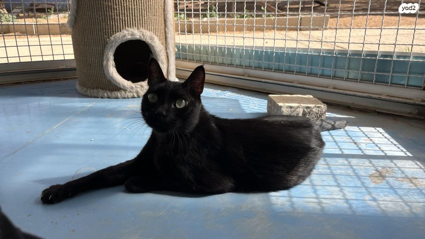 תמונת מודעה - חיות מחמד