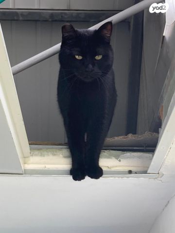 תמונת מודעה - חיות מחמד