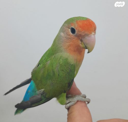 תמונת מודעה - חיות מחמד