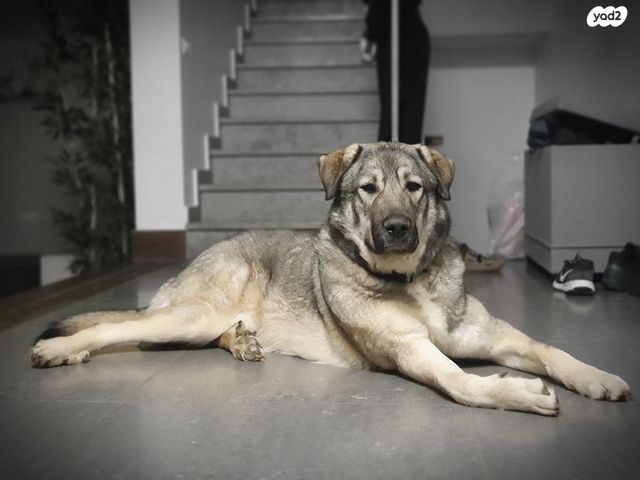 תמונת מודעה - חיות מחמד