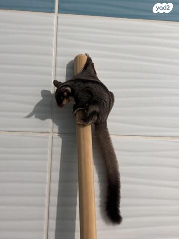 תמונת מודעה - חיות מחמד