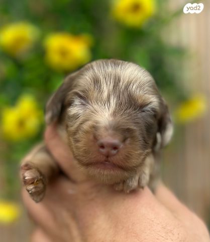 תמונת מודעה - חיות מחמד